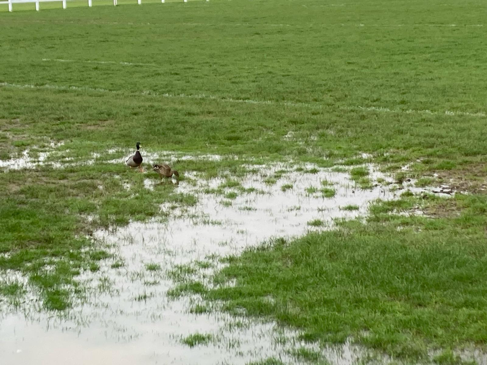 Ducks on The Vale...